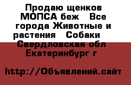 Продаю щенков МОПСА беж - Все города Животные и растения » Собаки   . Свердловская обл.,Екатеринбург г.